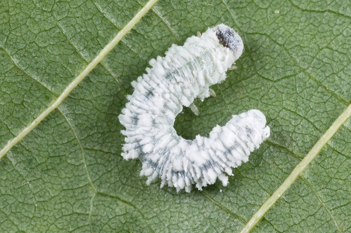 Alder Sawfly, photo 5 of 10