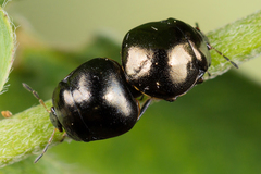 Coptosoma scutellatum