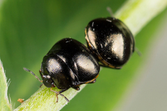 Coptosoma scutellatum