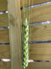 Triticum
