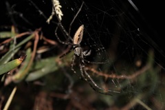 Euprosthenops australis