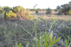 Funastrum gracile