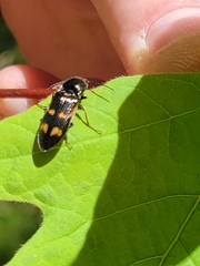 Selatosomus suckleyi