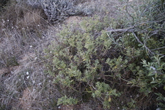 Arctotis aspera aspera