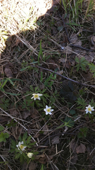 Anemonoides nemorosa