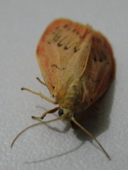 Miltochrista miniata