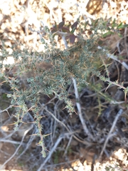 Aspalathus acanthophylla