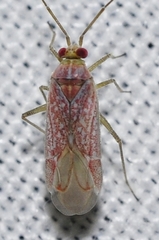 Stenoparia putoni