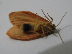 Miltochrista miniata