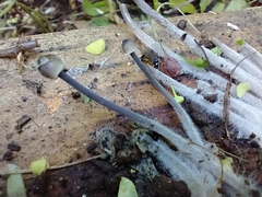 Mycena leptocephala