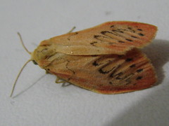 Miltochrista miniata