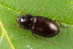 Amara majuscula