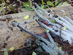 Mycena leptocephala