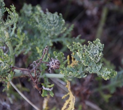 Arctotis aspera aspera