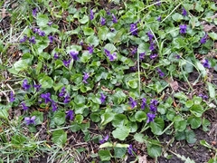 Viola odorata