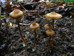 Inocybe calospora