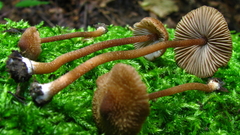 Inocybe calospora