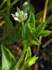 Moehringia trinervia