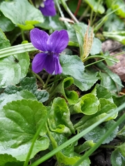 Viola odorata