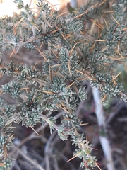 Aspalathus acanthophylla