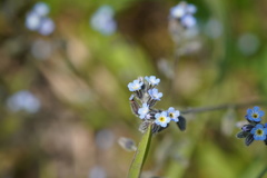 Myosotis