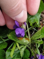 Viola odorata