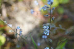 Myosotis