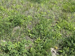 Myosotis
