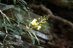 Acridocarpus natalitius natalitius