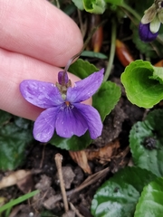 Viola odorata