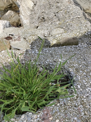 Hordeum murinum iNat (1)