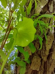 Exobasidium rhododendri