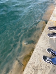 Noctiluca scintillans