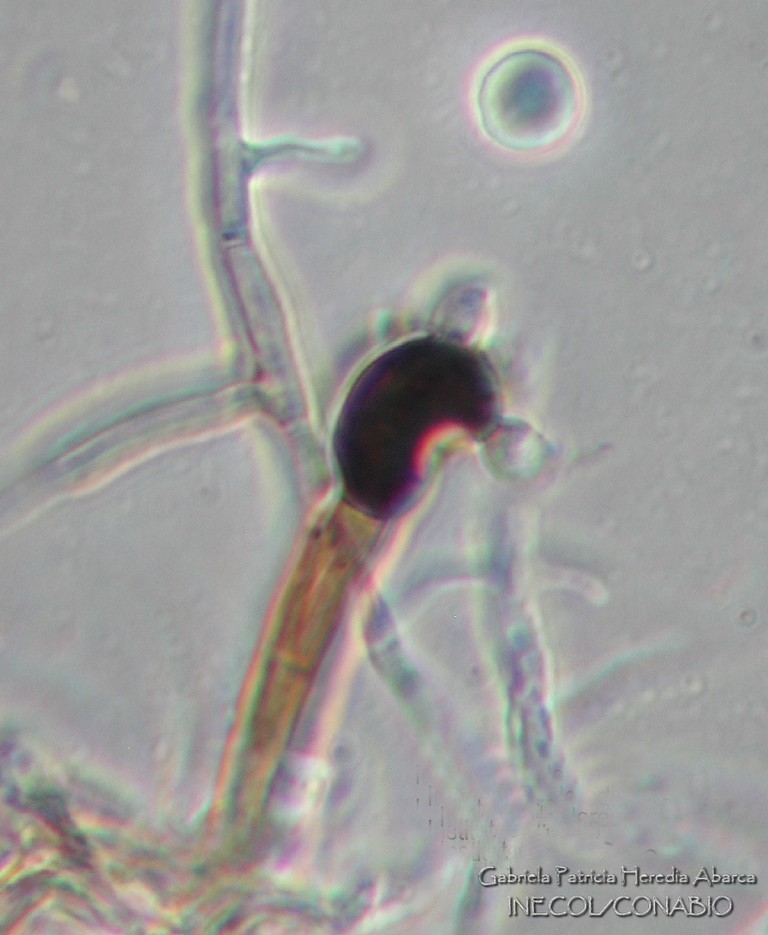 Zygosporium echinosporum