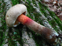 Caloboletus inedulis