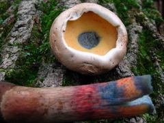 Caloboletus inedulis