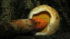 Caloboletus inedulis