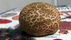 Caloboletus inedulis