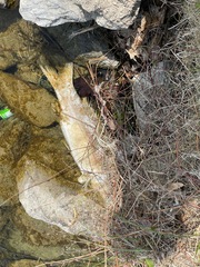 Cyprinus carpio