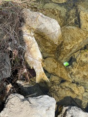 Cyprinus carpio