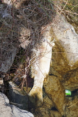 Cyprinus carpio