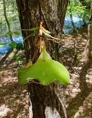 Exobasidium rhododendri