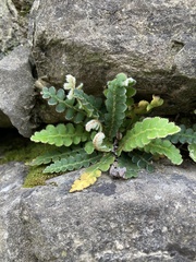 Asplenium ceterach