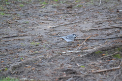Motacilla alba