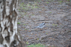 Motacilla alba