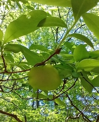 Exobasidium rhododendri