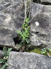 Asplenium ruta-muraria