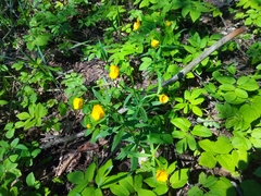 Ranunculus cassubicus