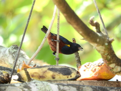 Euphonia pectoralis