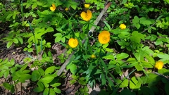 Ranunculus cassubicus